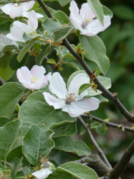 Quittenblüte