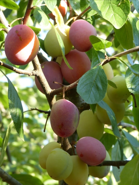 Pflaume 'Königin Viktoria' Bild 2