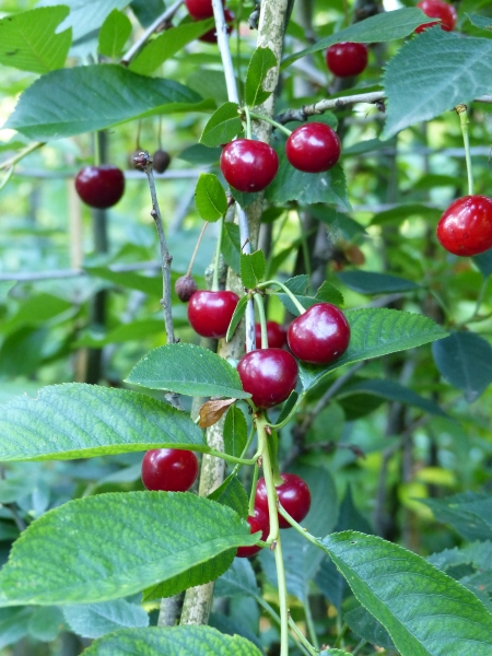 Königin Hortense Früchte Bild 1