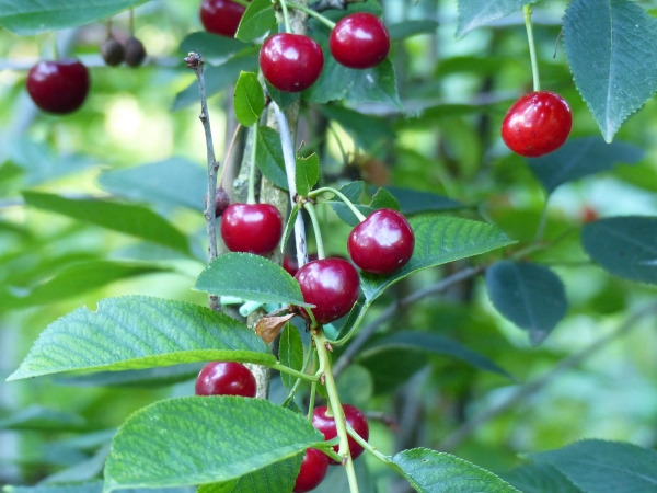 Königin Hortense Früchte Bild 3