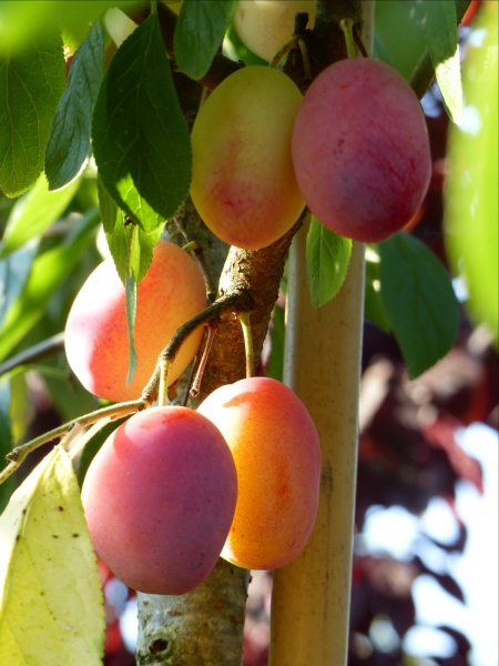 Pflaume 'Königin Viktoria'
