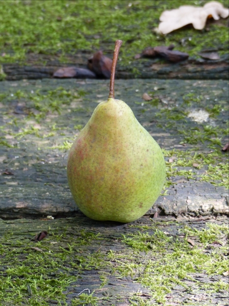 Birne 'Köstliche von Charneux'