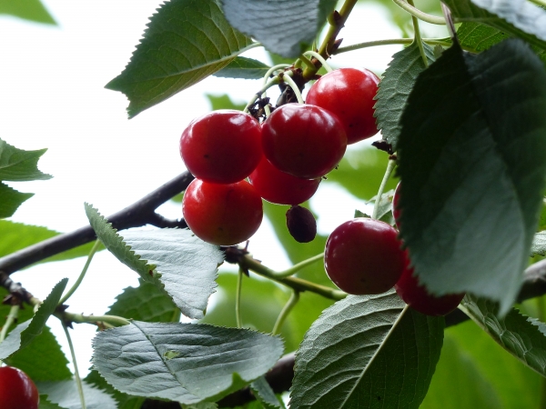 Sauerkirsche 'Ludwigs Frühe'