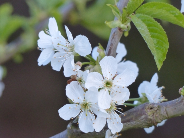 Kirschblüte