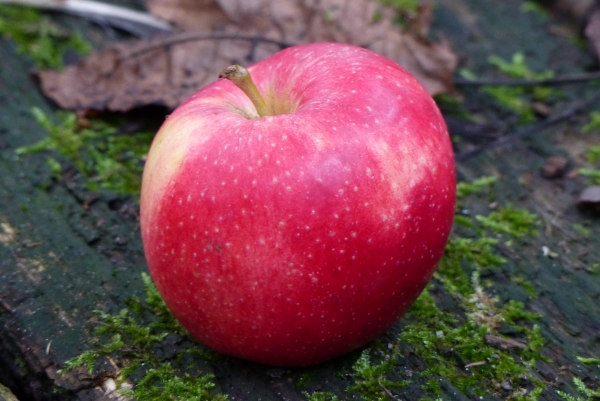 Malus 'Stern von Bühren' Frucht Foto 5