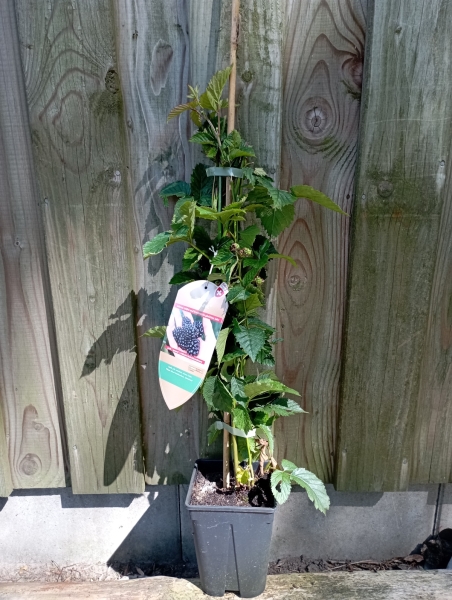 Beispiel Pflanze Brombeere