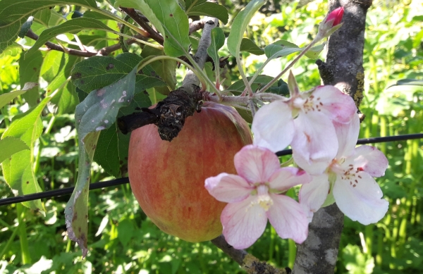 Nela Frucht
