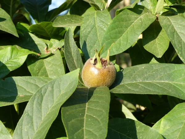 Mispel 'Großfruchtige von Nottingham' Frucht