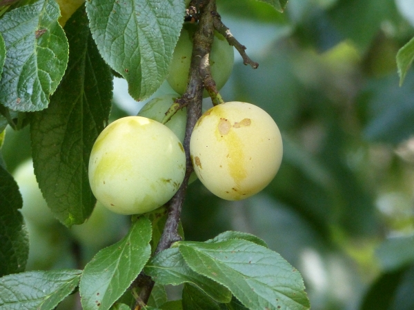 Prunus domestica 'Ontario'