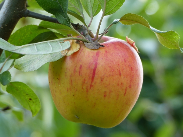 Malus 'Osterkamps Renette' Bild 1