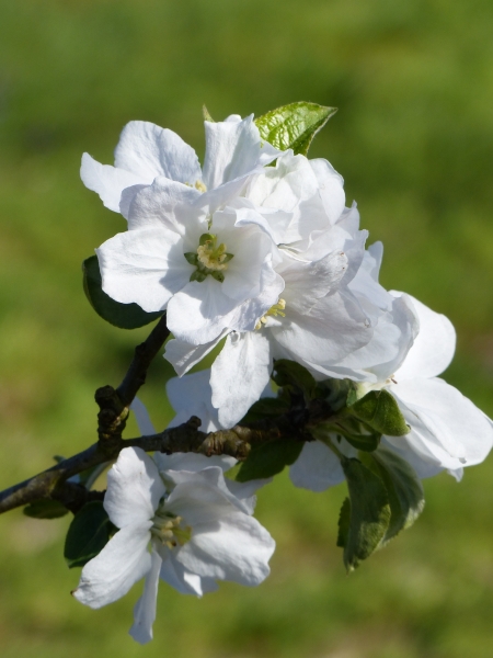 Apfelblüte