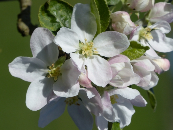 Apfelblüte