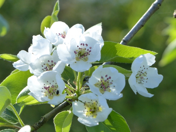 Birnen Blüte