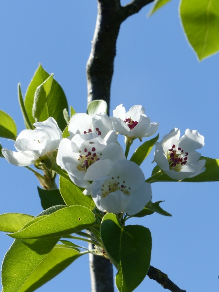 Birnenblüte