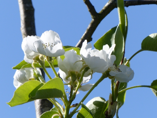 Birnenblüte
