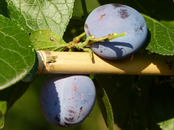 Früchte 'Wangenheims Frühzwetschge'