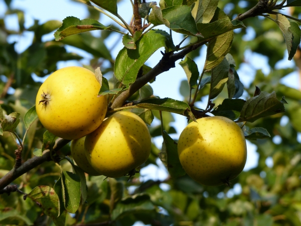 Malus 'Ananasrenette' Frucht