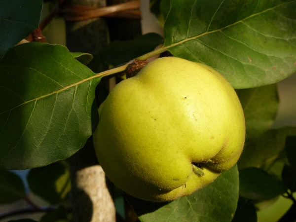 Riesenquitte von Leskovac Frucht