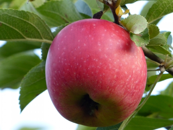 'Groninger Kroon' Frucht