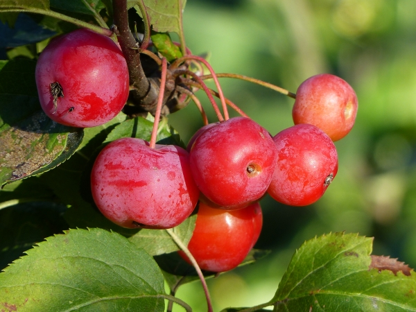 Zierapfel 'Red Sentinel' Früchte