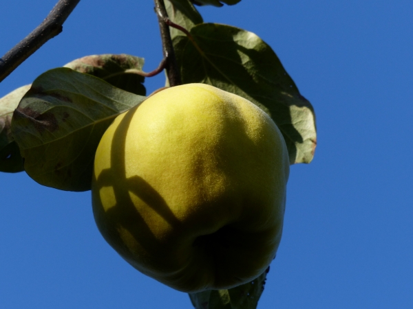 Portugiesische Birnenquitte Frucht