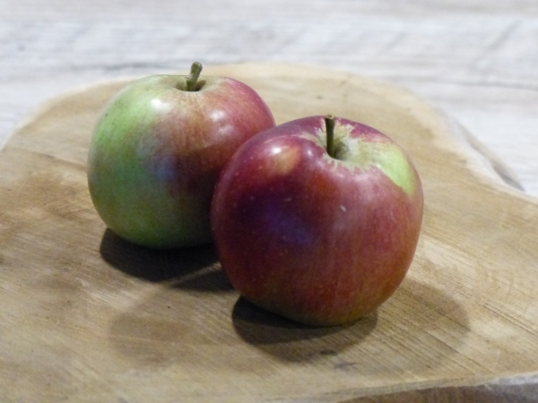 Malus 'Schöner aus Bath'