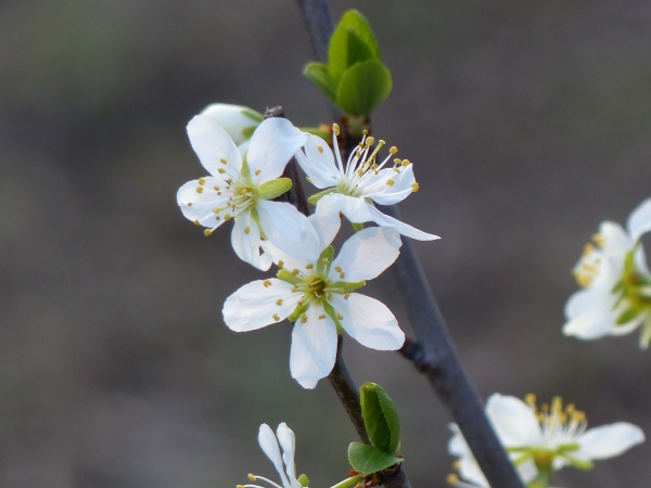 Pflaume 'Opal' Blüte