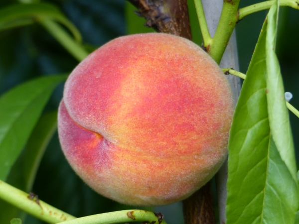 Pfirsichbaum 'Red Haven'