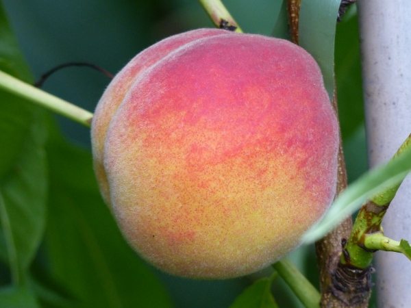 Pfirsichbaum 'Red Haven' 2