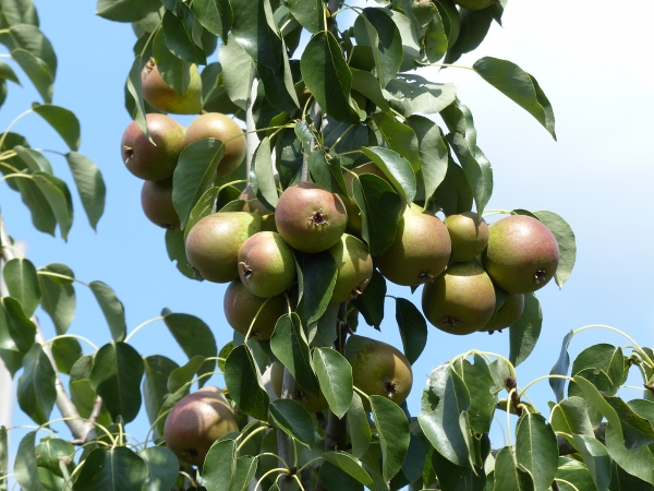 Birne 'Stuttgarter Geisshirtle' Früchte Bio Obstbäume