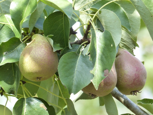 Birne 'Stuttgarter Geißhirtle' Früchte Foto