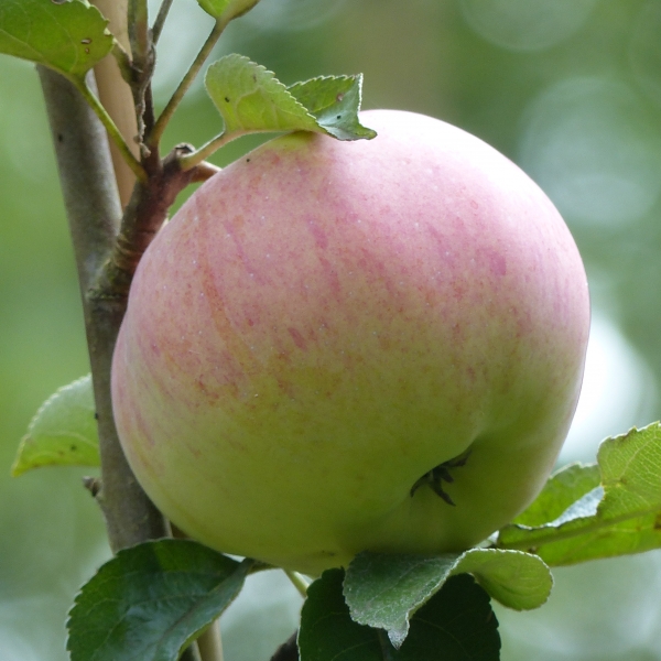 Ontario Apfel Frucht