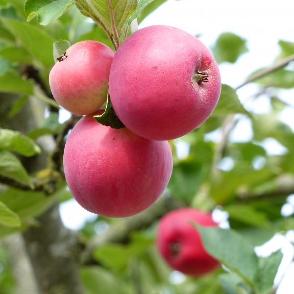 Frucht Pfirsichroter Sommerapfel