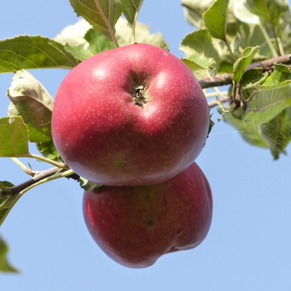 Roter Eiserapfel Frucht Foto 3