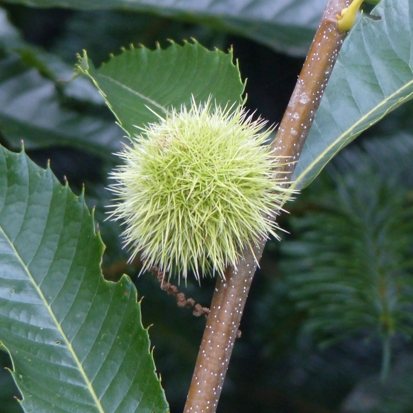Castanea sativa 'Doré de Lyon' Frucht