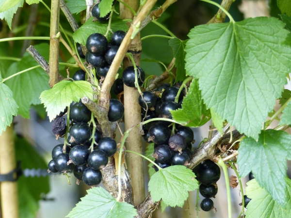 Schwarze Johannisbeere