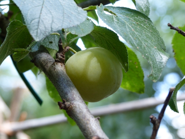 Ouillins-Reneklode2 Frucht