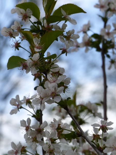 Kirschblüte