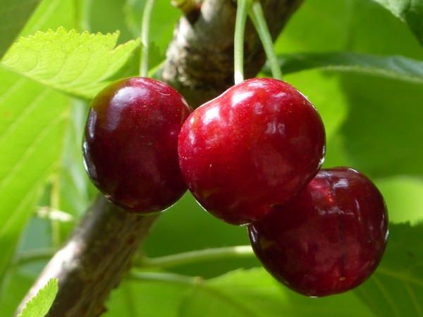 Süßkirsche 'Regina' , Bio Obstbäume