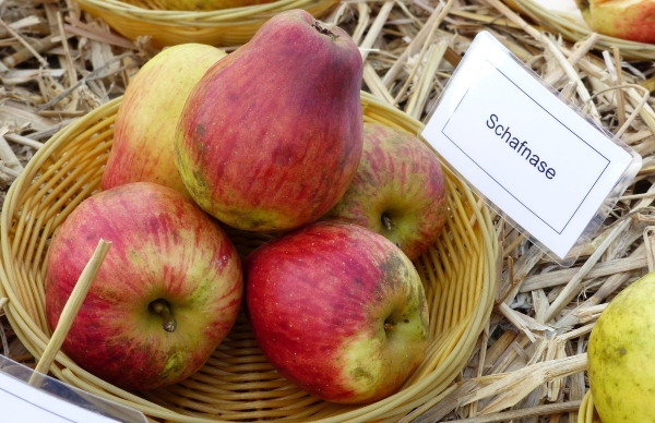 Apfel Schafsnase Frucht