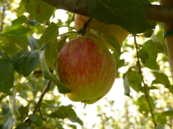 Schöner von Herrnhut Bild 1