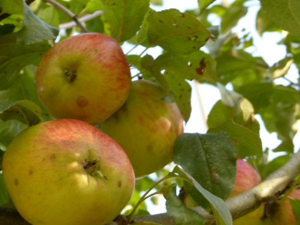 Schöner von Herrnhut Bild 2