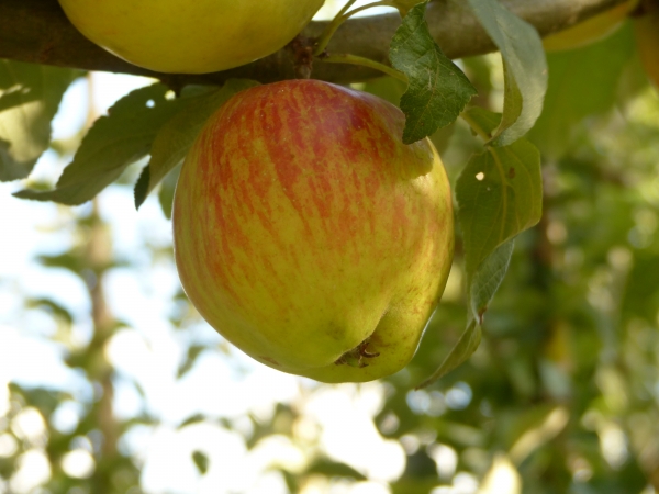 Schöner von Herrnhut Bild 3