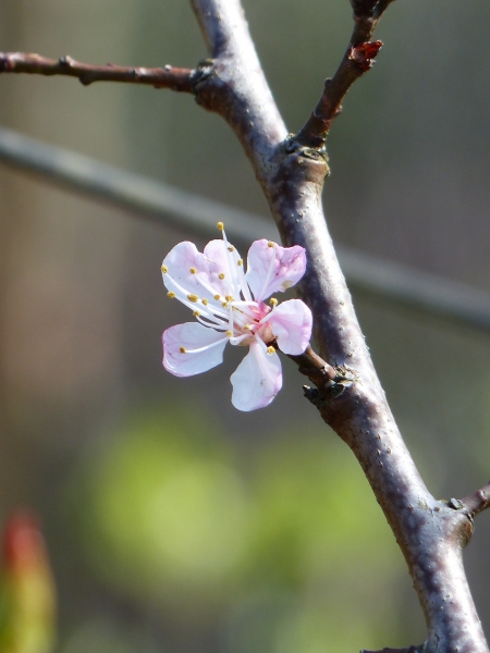 Ungarische Beste Blüte
