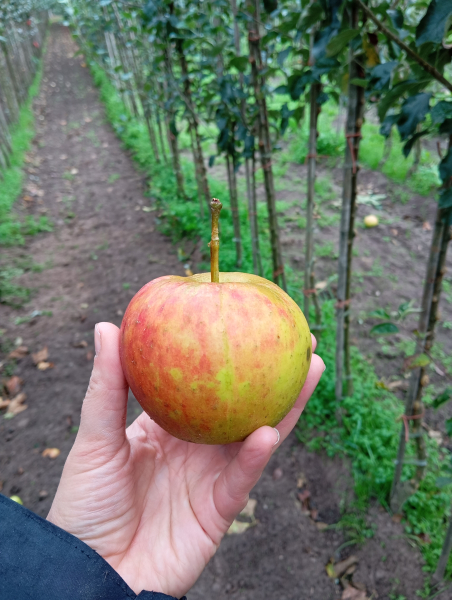 Biesterfelder Renette Apfel