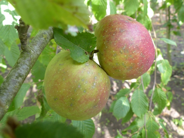Apfel 'Roter Boskoop Typ Schmitz-Hübsch' Winterapfel, Bio Obstbäume