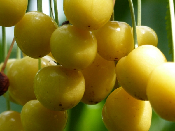 Dönisens gelbe Knorpelkirsche Bild 2