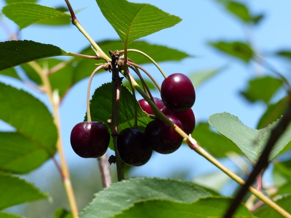 Frucht Morellenfeuer