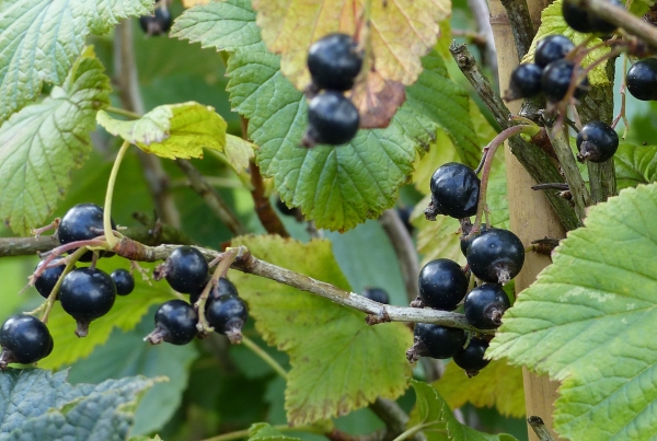 Schwarze Johannisbeere Tenah Früchte