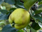 Cydonia oblonga 'Cydopom'